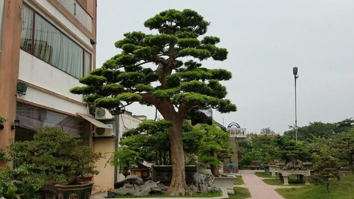 Ý nghĩa của cây Tùng La Hán trong phong thủy cảnh quan